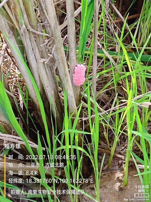 福寿螺