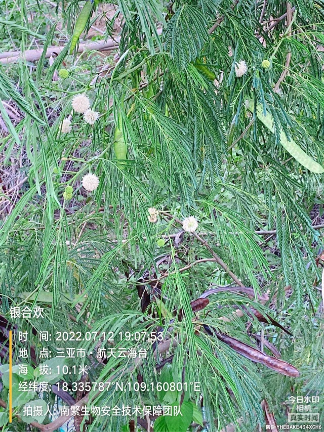 银合欢