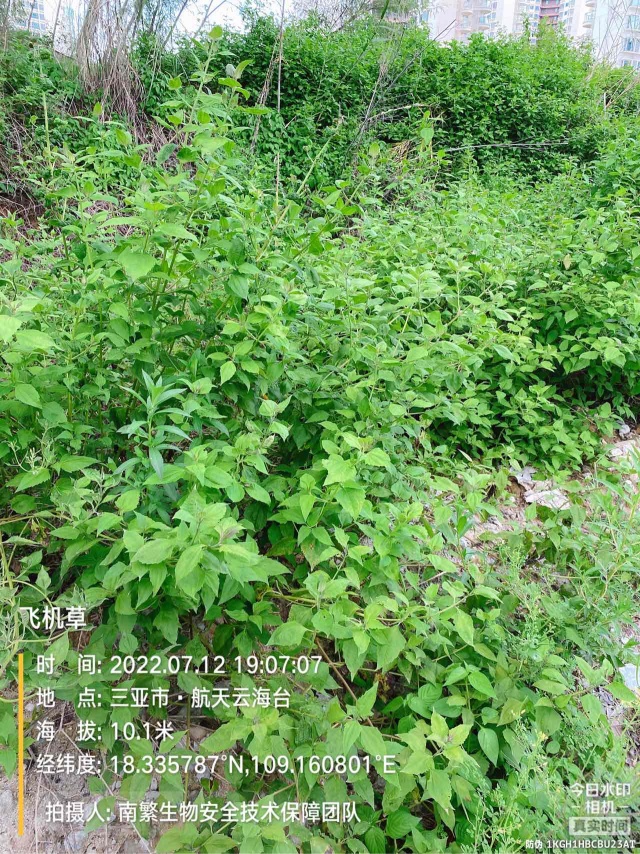 飞机草