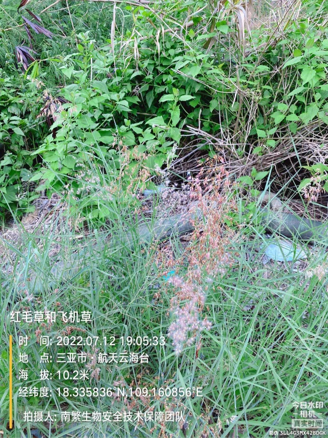 红毛草和飞机草