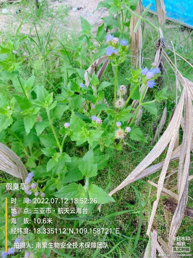 假臭草