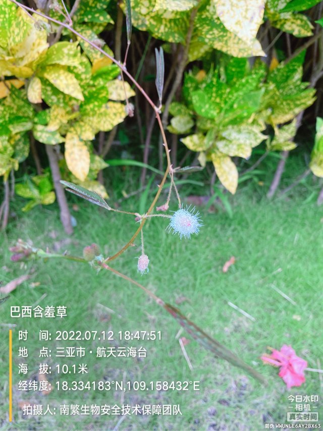 巴西含羞草