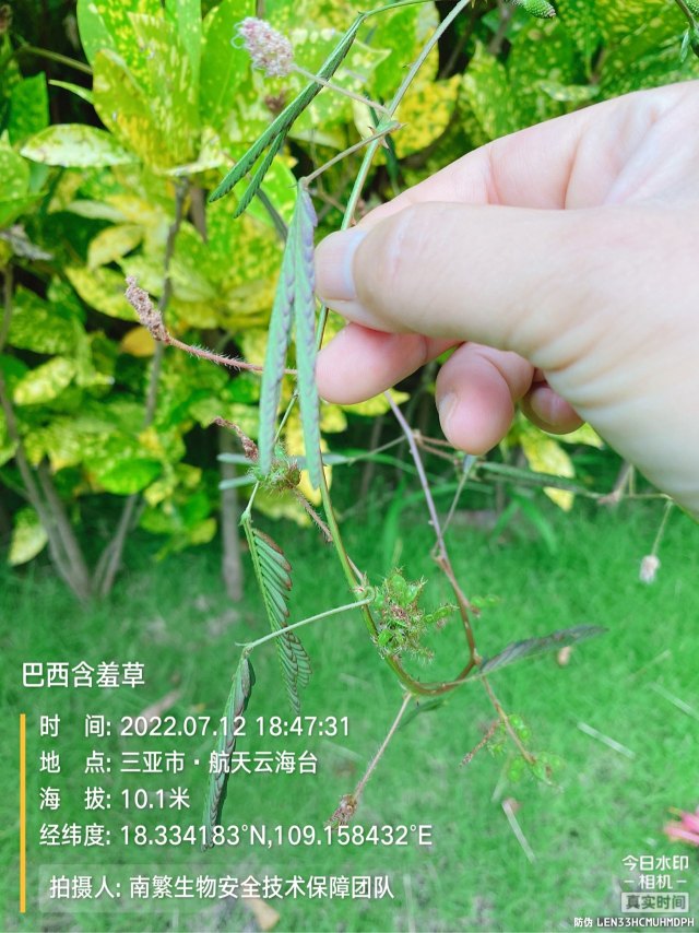 巴西含羞草