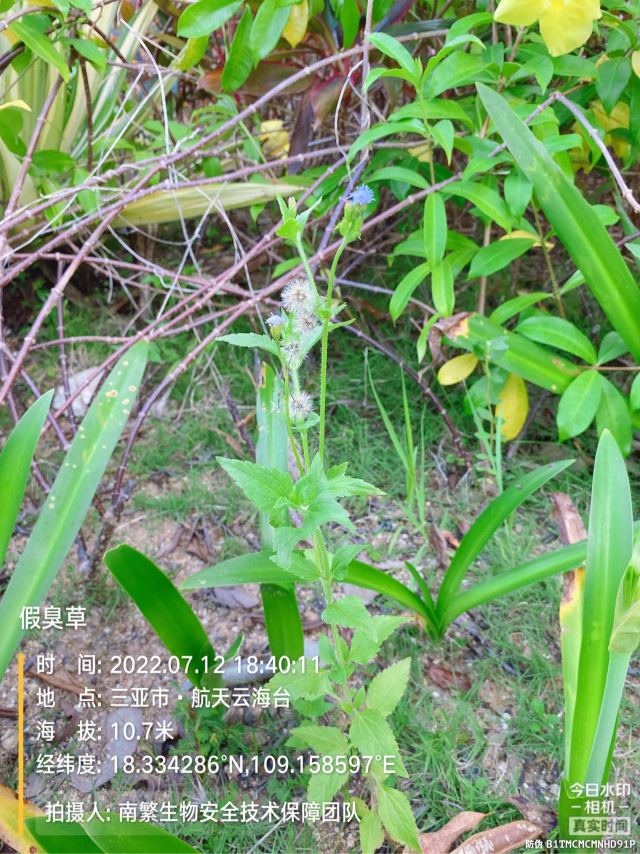 假臭草