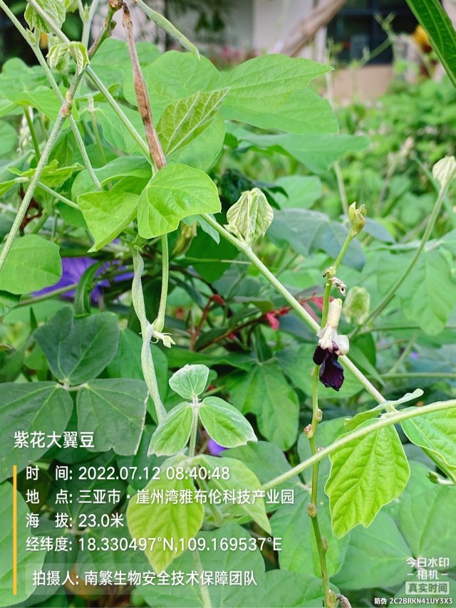 紫花大翼豆