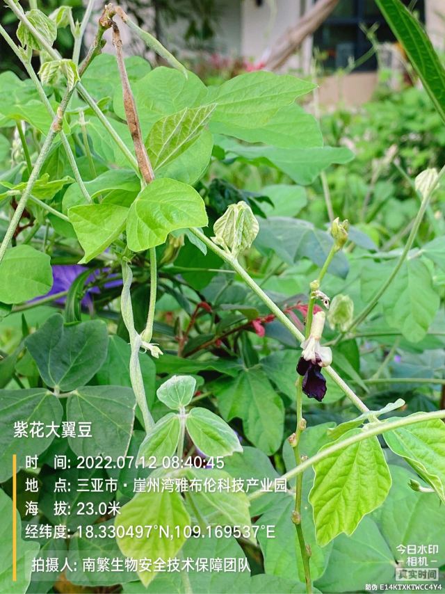 紫花大翼豆