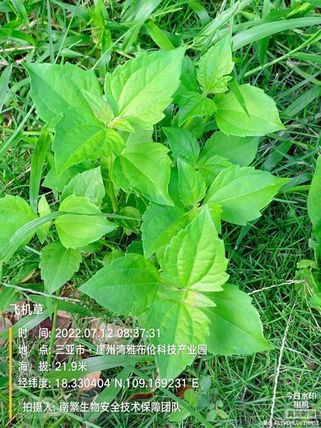 飞机草