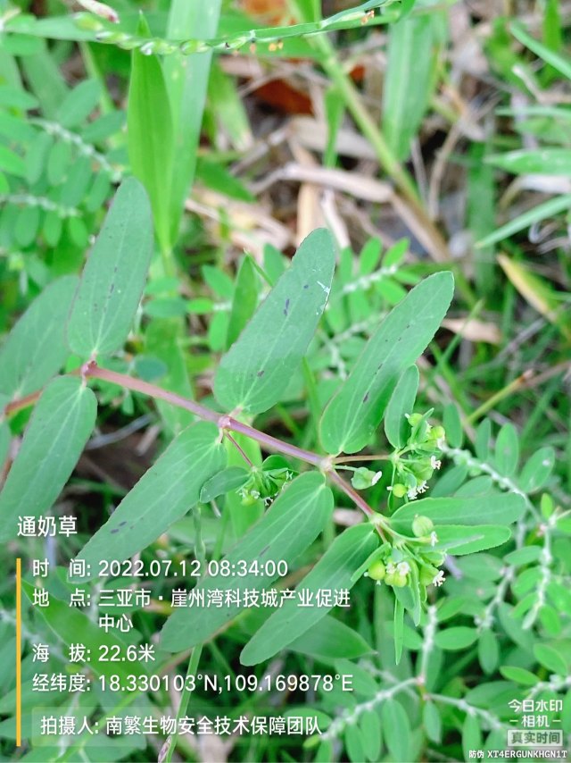通奶草
