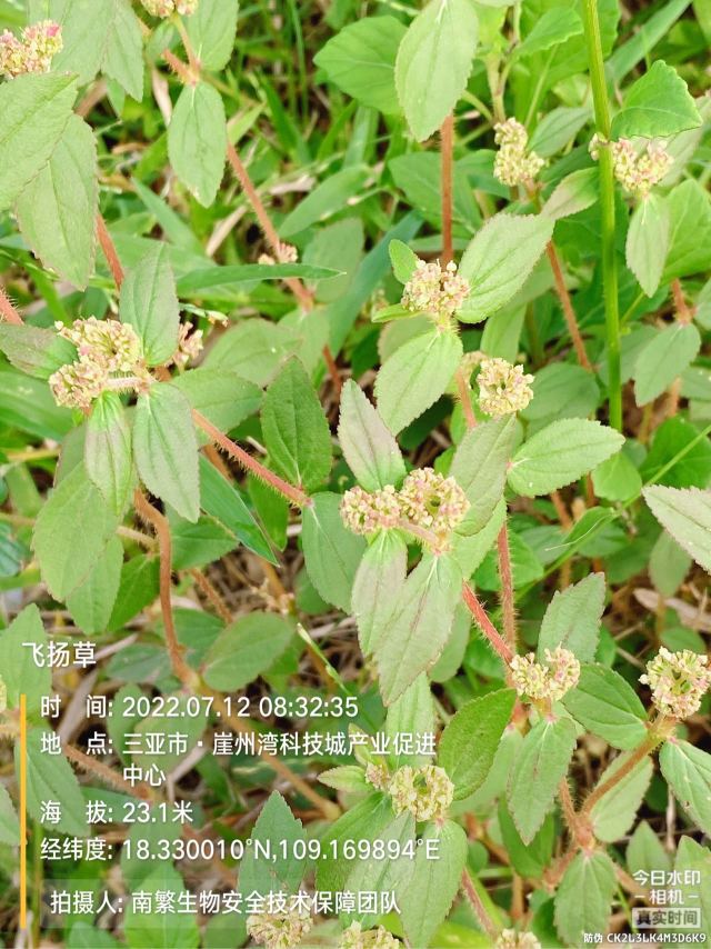 飞扬草