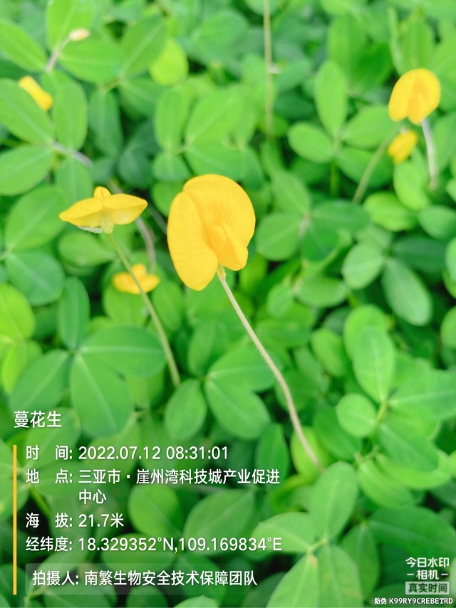 蔓花生
