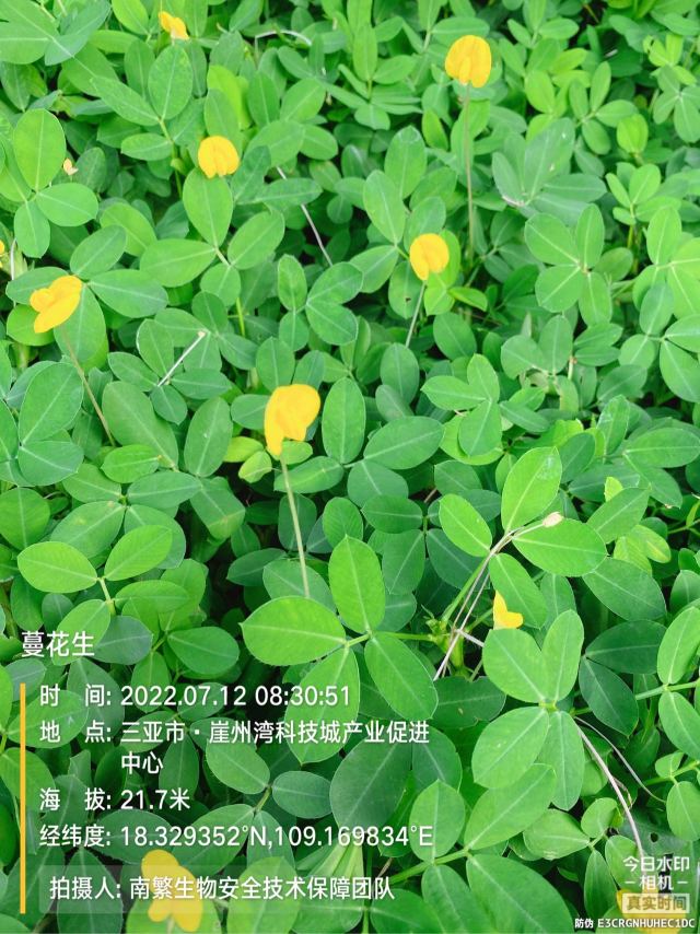 蔓花生