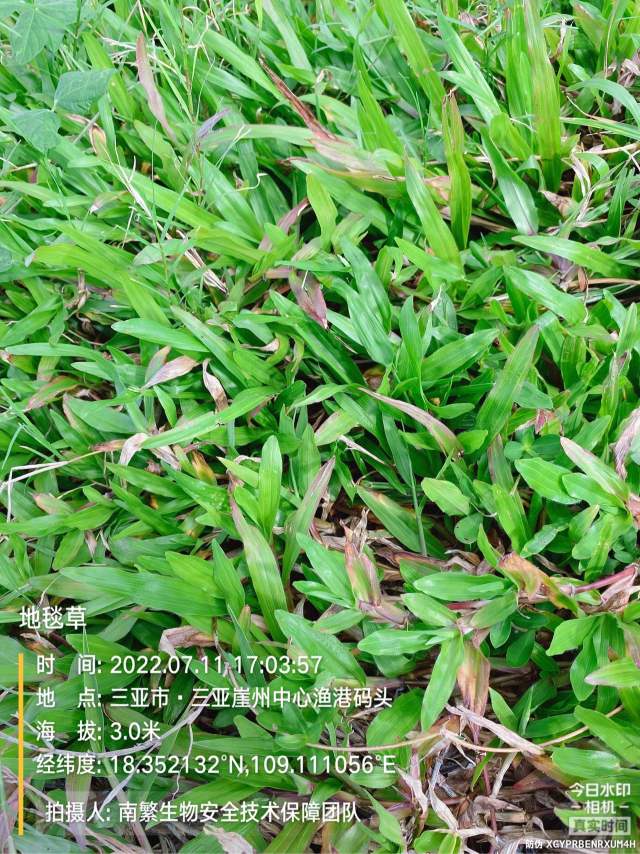 地毯草