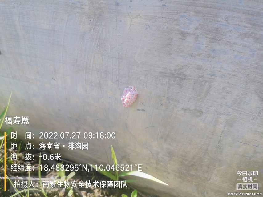 福寿螺
