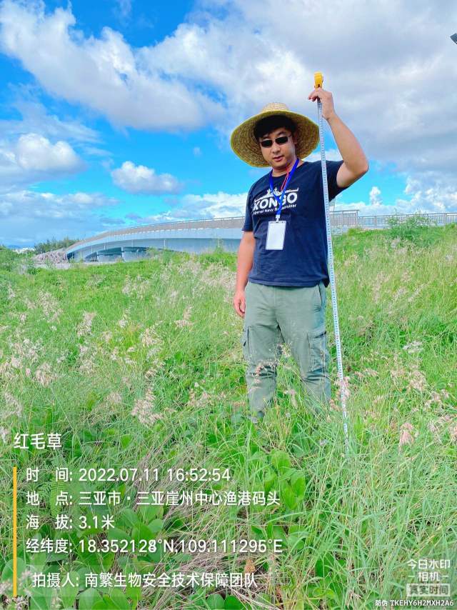 红毛草