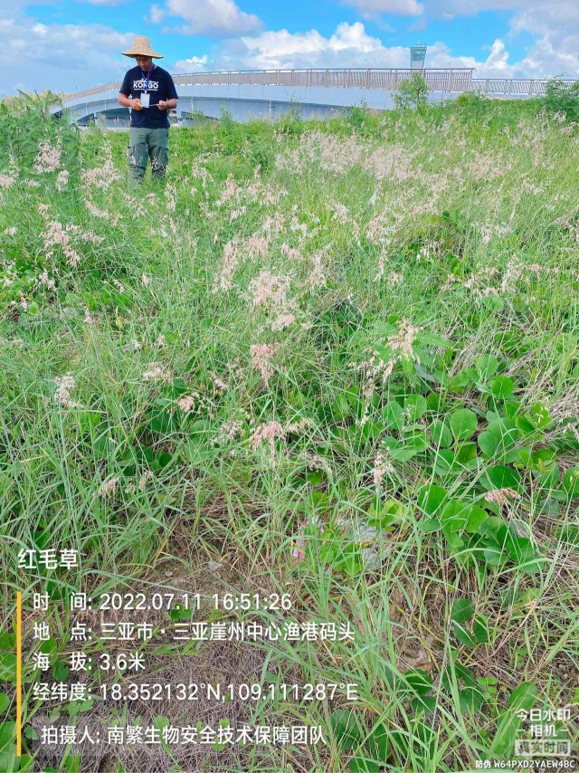 红毛草
