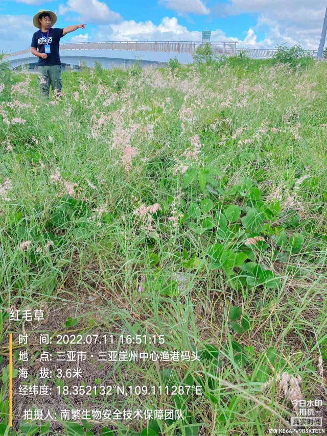 红毛草