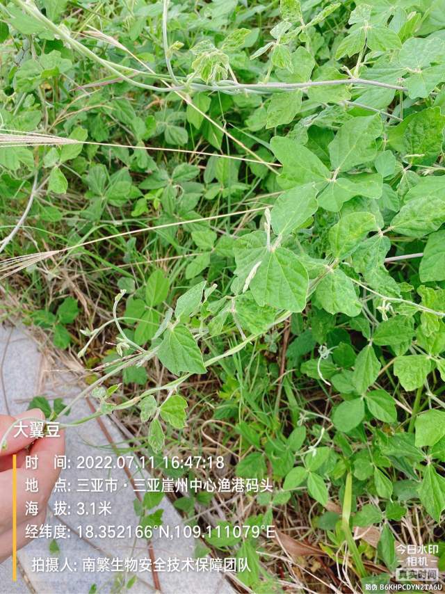 大翼豆