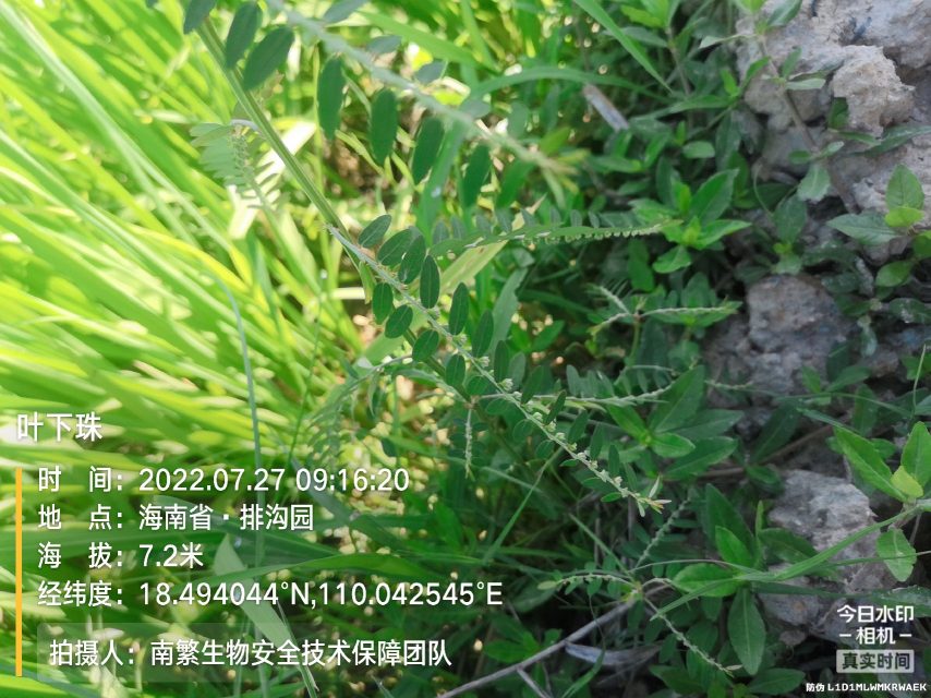 叶下珠