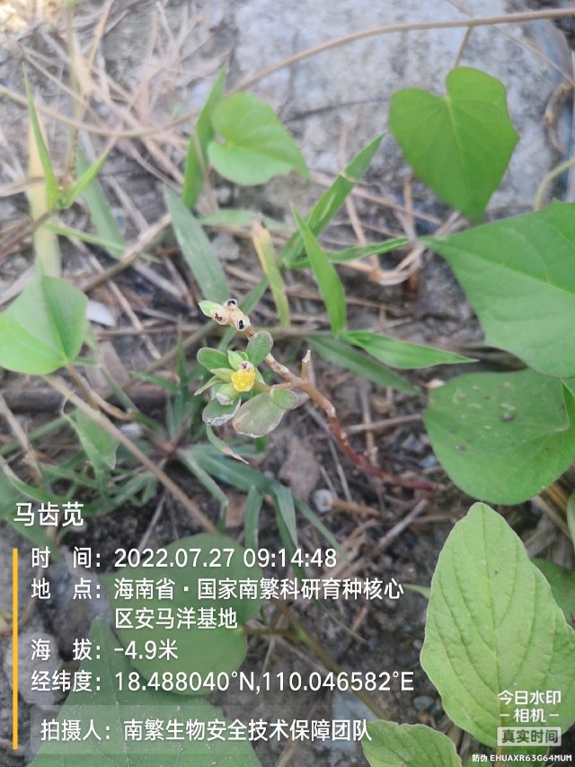 马齿苋