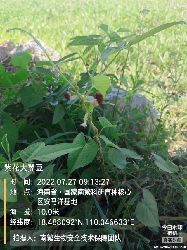 紫花大翼豆