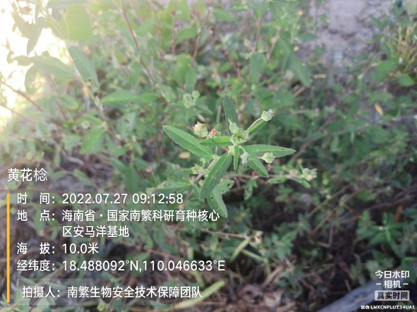 黄花棯
