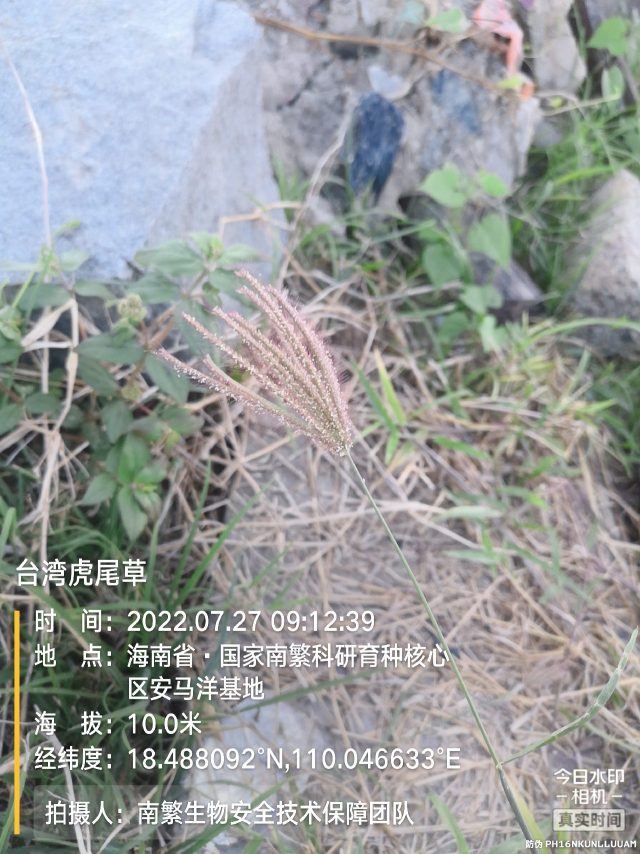 台湾虎尾草