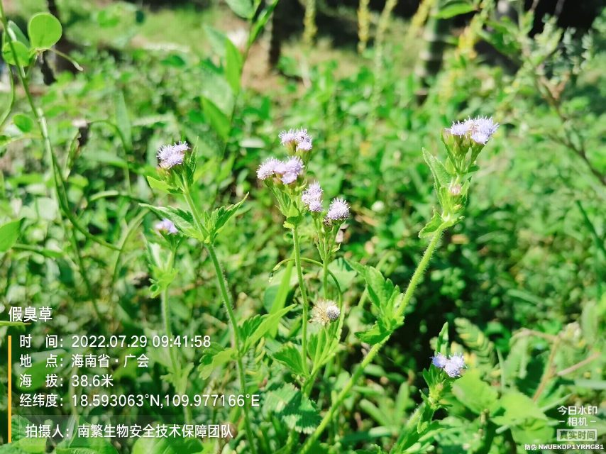 假臭草