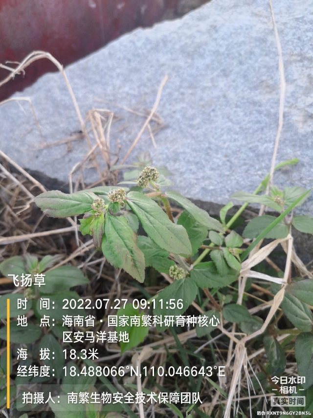 飞扬草