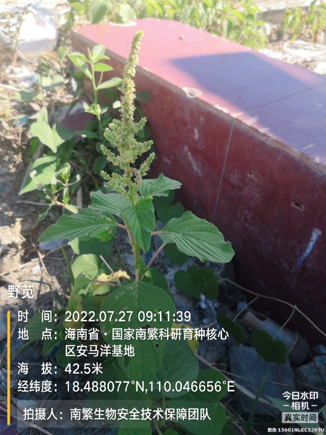 野苋