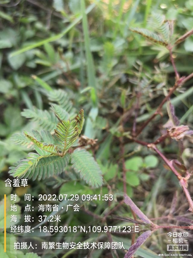 含羞草