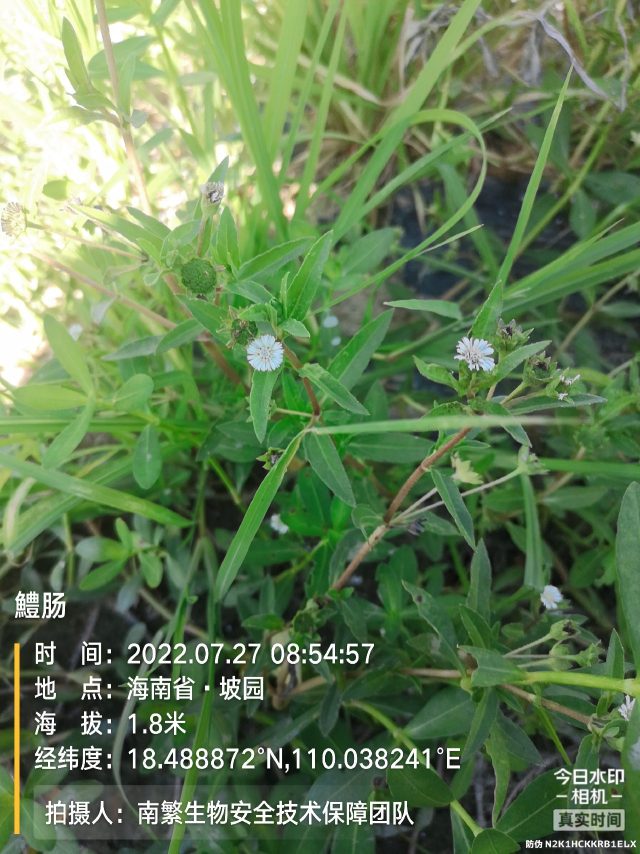 鱧肠