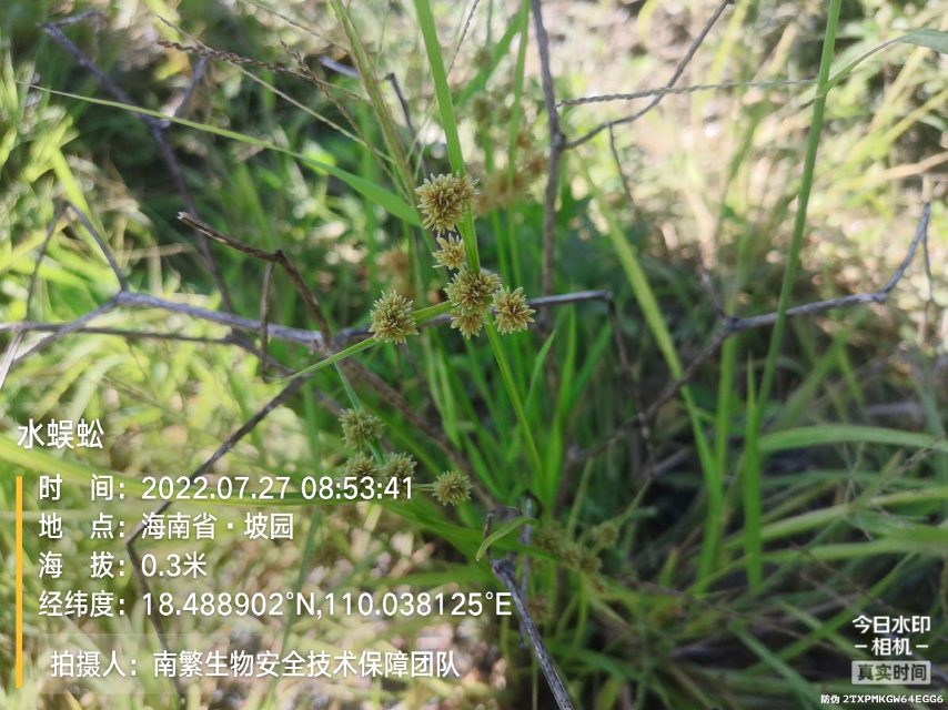 水蜈蚣
