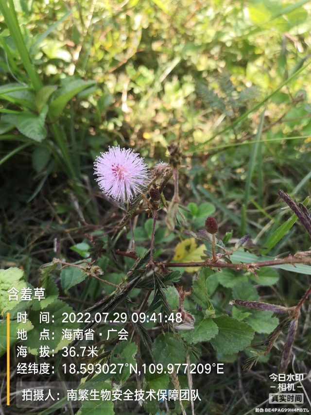 含羞草