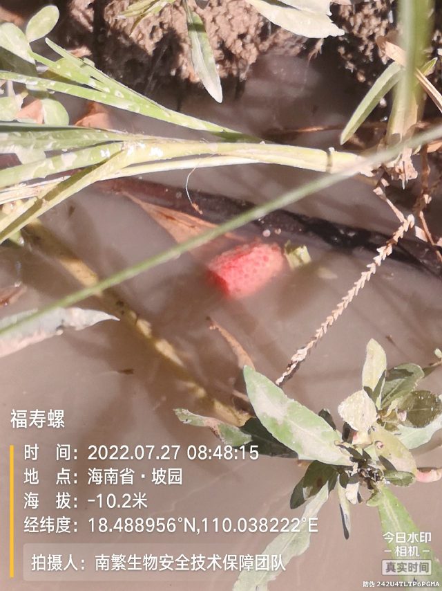 福寿螺
