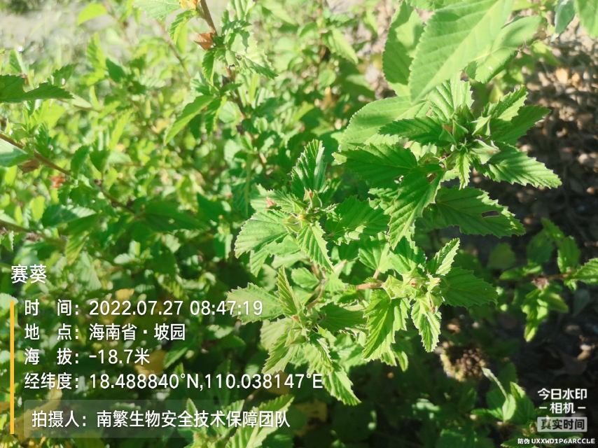 赛葵