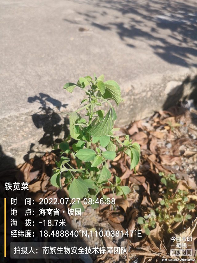 铁苋菜