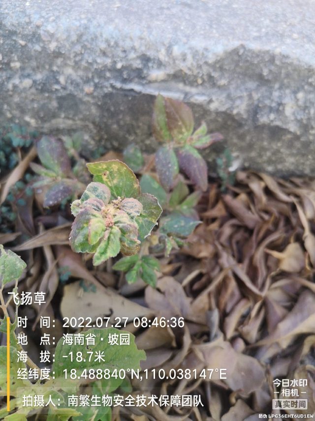 飞扬草