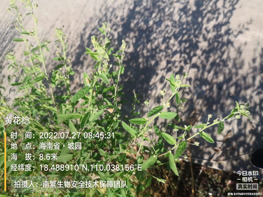 黄花棯