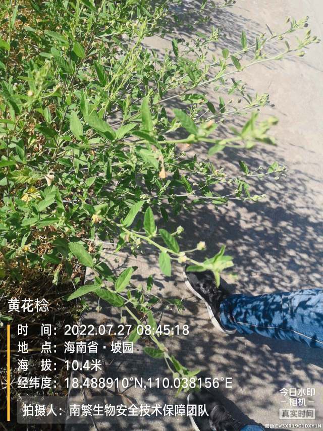 黄花棯