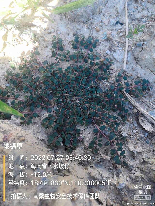 地锦草