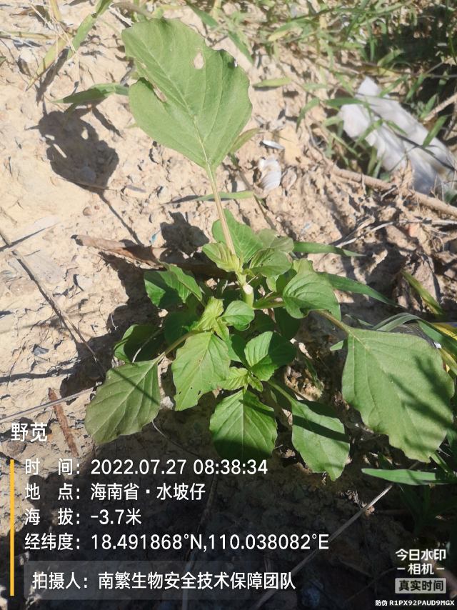 野苋
