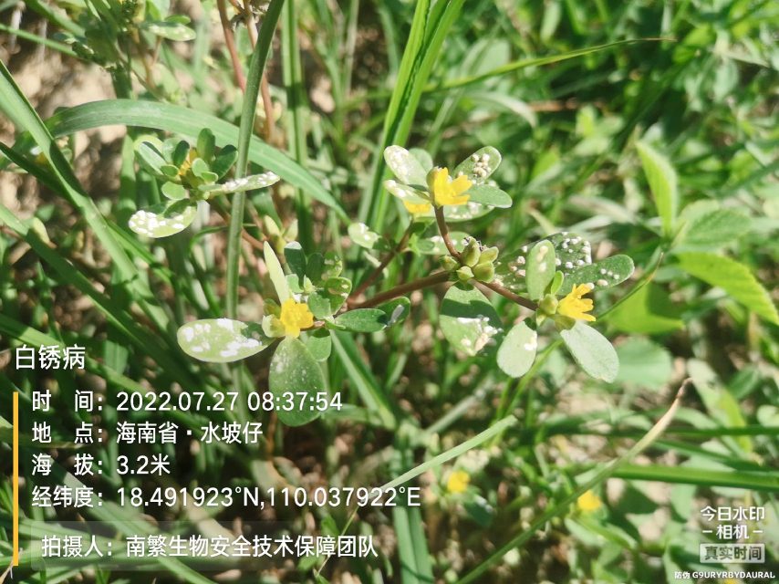 白锈病