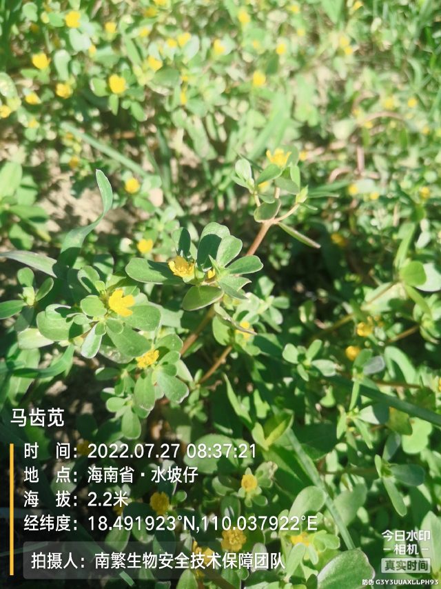 马齿苋