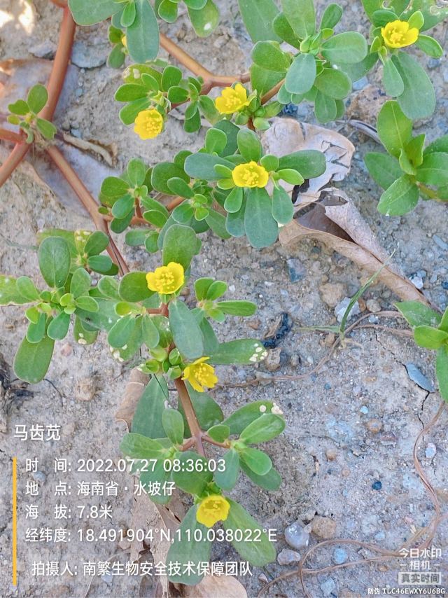 马齿苋