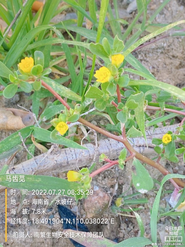 马齿苋