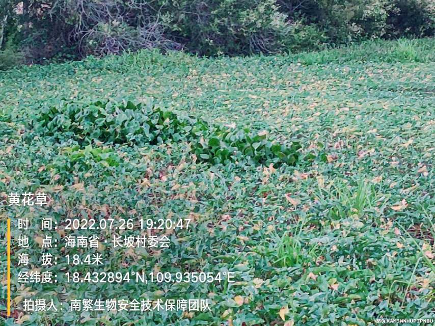黄花草