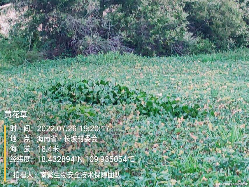 黄花草