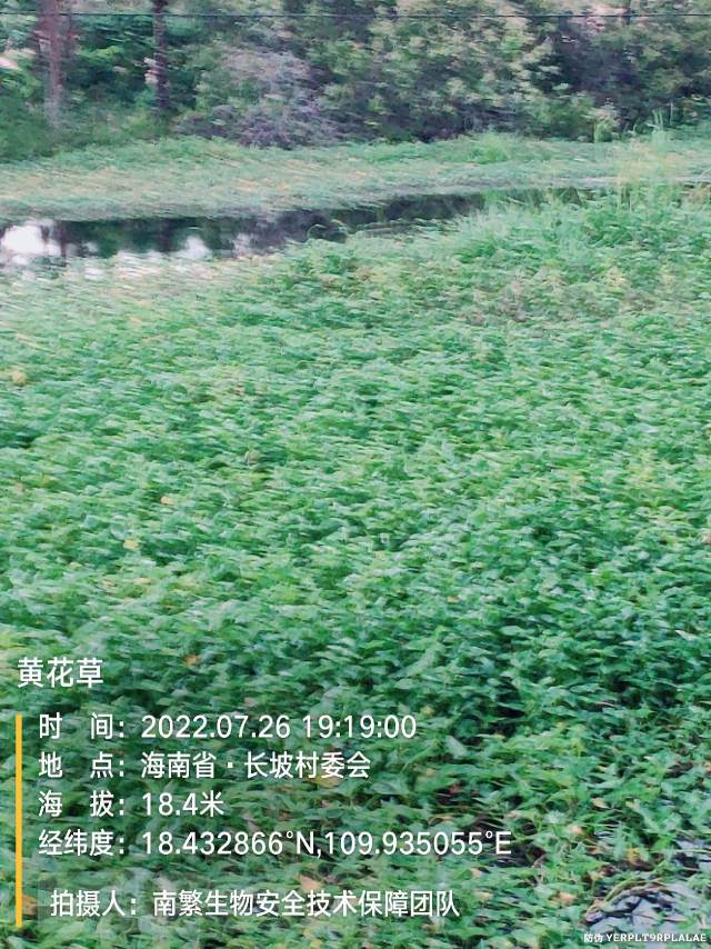 黄花草
