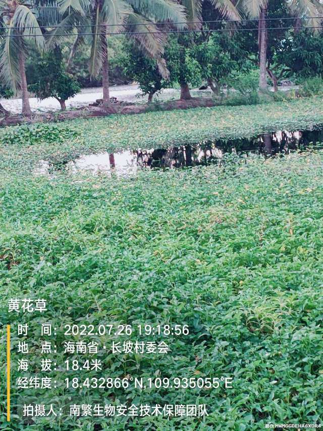 黄花草