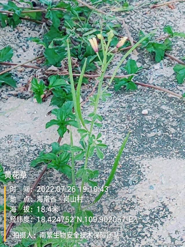 黄花草